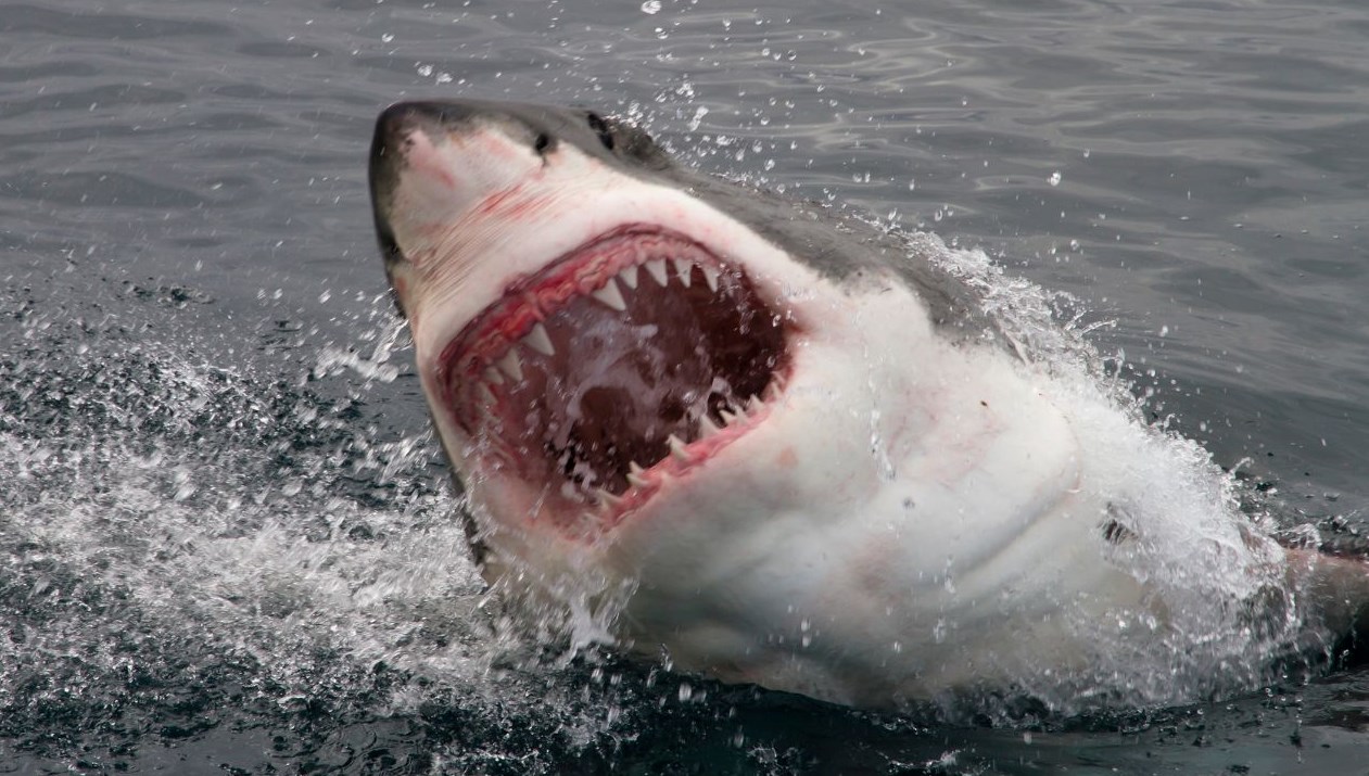 kopek baliklarinin en guclu silahina okyanus suyu tehlikesi Bl29ZGlU