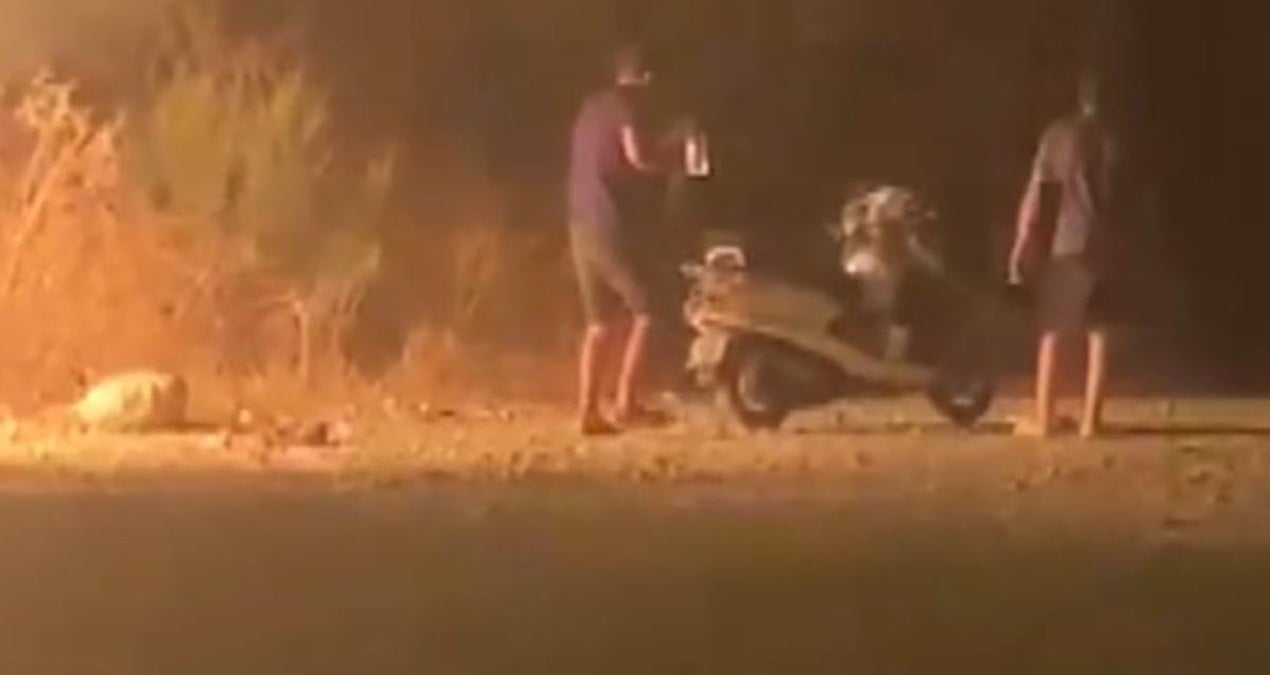 ormani atese verdiler cep telefonu kamerasina yakalandilar DSqZs4nF