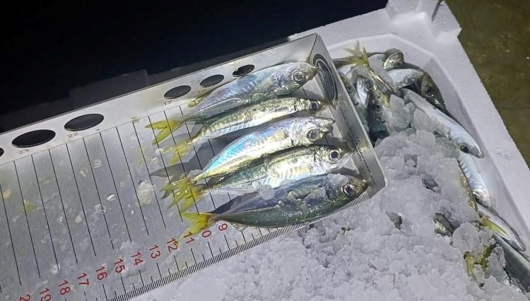 balikcida denetim binlerce kilo istavrite el konuldu JANa3gRH.jpg