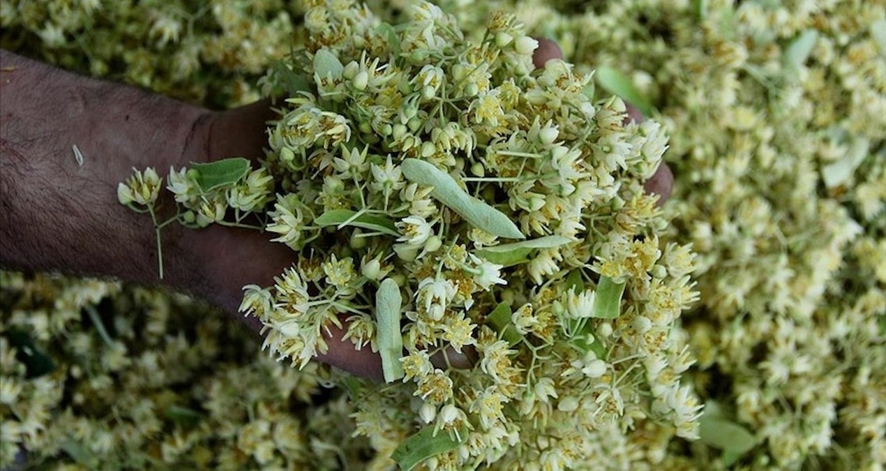 degeri altinla yarisiyor ama sonbahar geldi kapis kapis satiliyor 6iYQc6z7.jpg