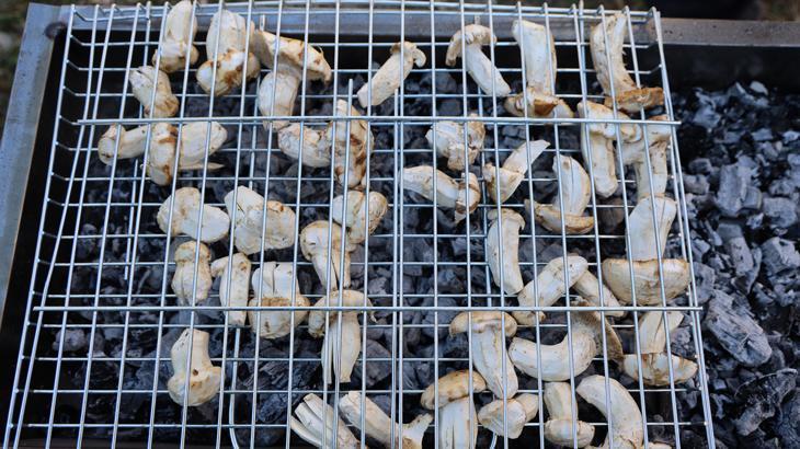 kilosu etle yarisiyor japonlarin gozdesi sedir mantari cikti qmuNNFZY.jpg