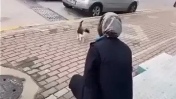 Sokak Kedisine Yağ Çözücü Sıkan Kadın Gözaltına Alındı